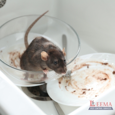 Rodent Control